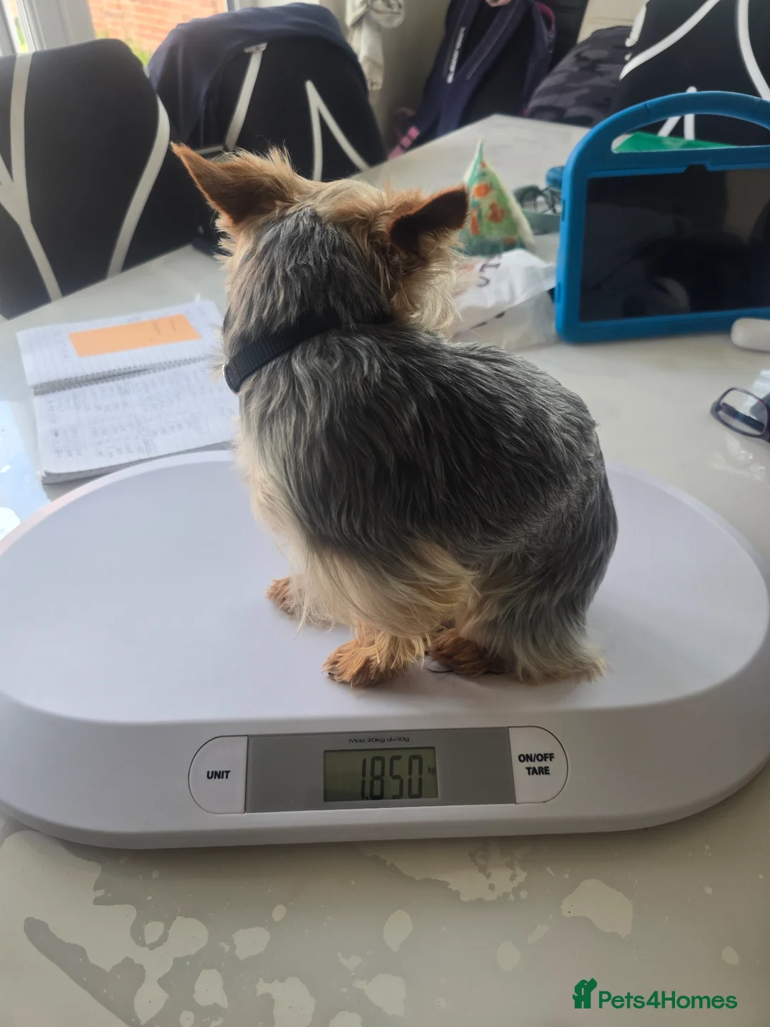 Yorkshire Terrier dogs for stud: Little yorkie boy for stud only  - Advert 2