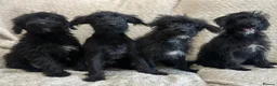 Jackapoo dogs for sale: 4 Jackapoos  - Advert 6