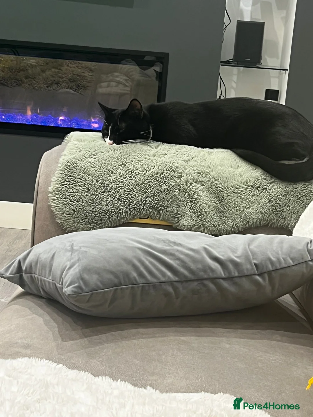 Domestic Shorthair cats for sale: 🐾 FREE TO A LOVING HOME 🐾 in Manchester - Advert 2