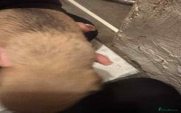 Chihuahua dogs for sale: Chihuahua girl pups  - Image 10