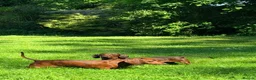 Miniature Dachshund dogs for sale: KC PRA Clear Champion lines Miniature Dachshunds - Advert 3
