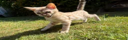 Bengal cats for sale: **Last Snow Lynx Bengal Kitten** TICA - Advert 13
