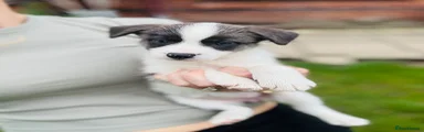 Essa