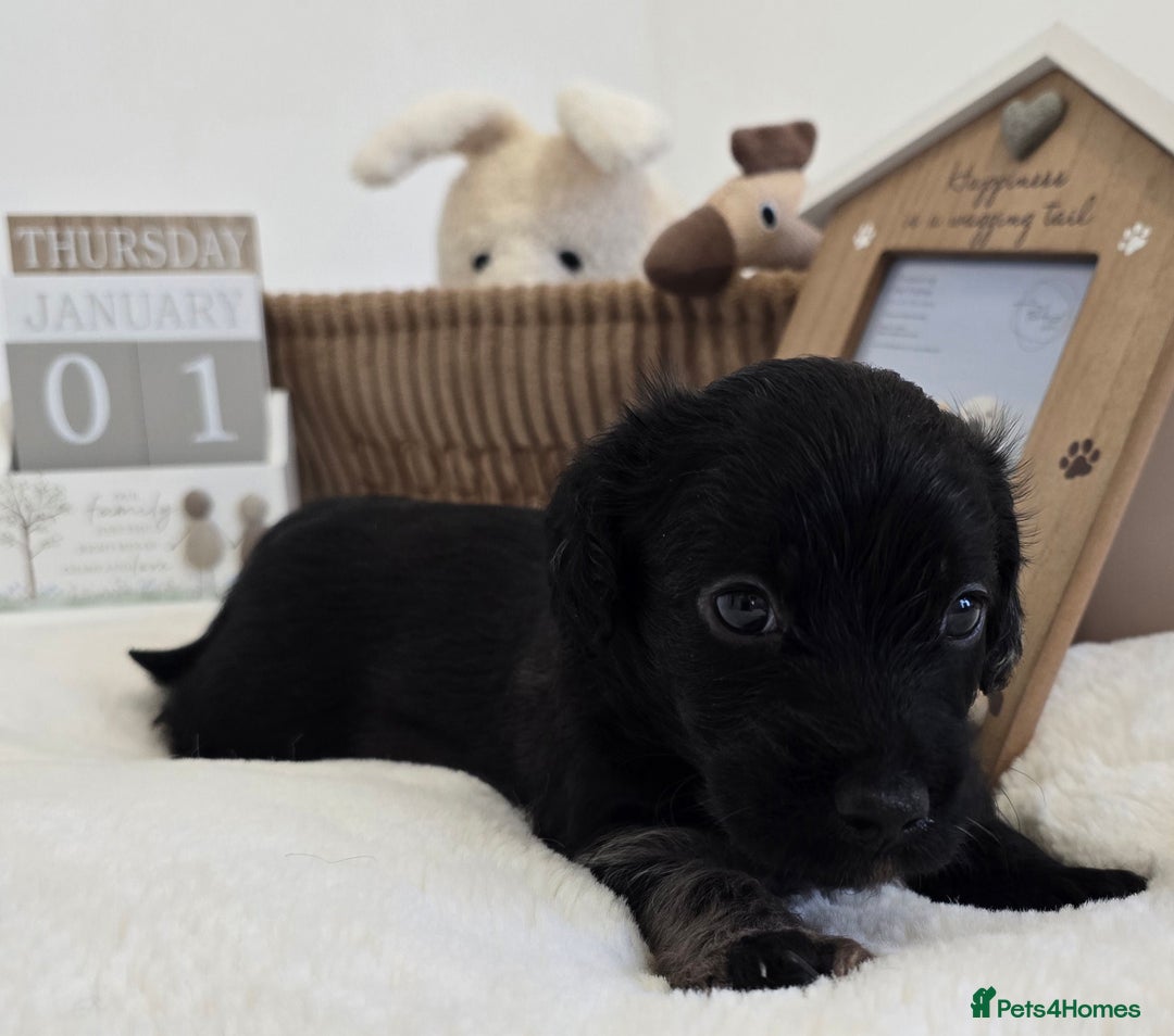 Mixed Breed dogs for sale: Puppies for sale - Advert 2