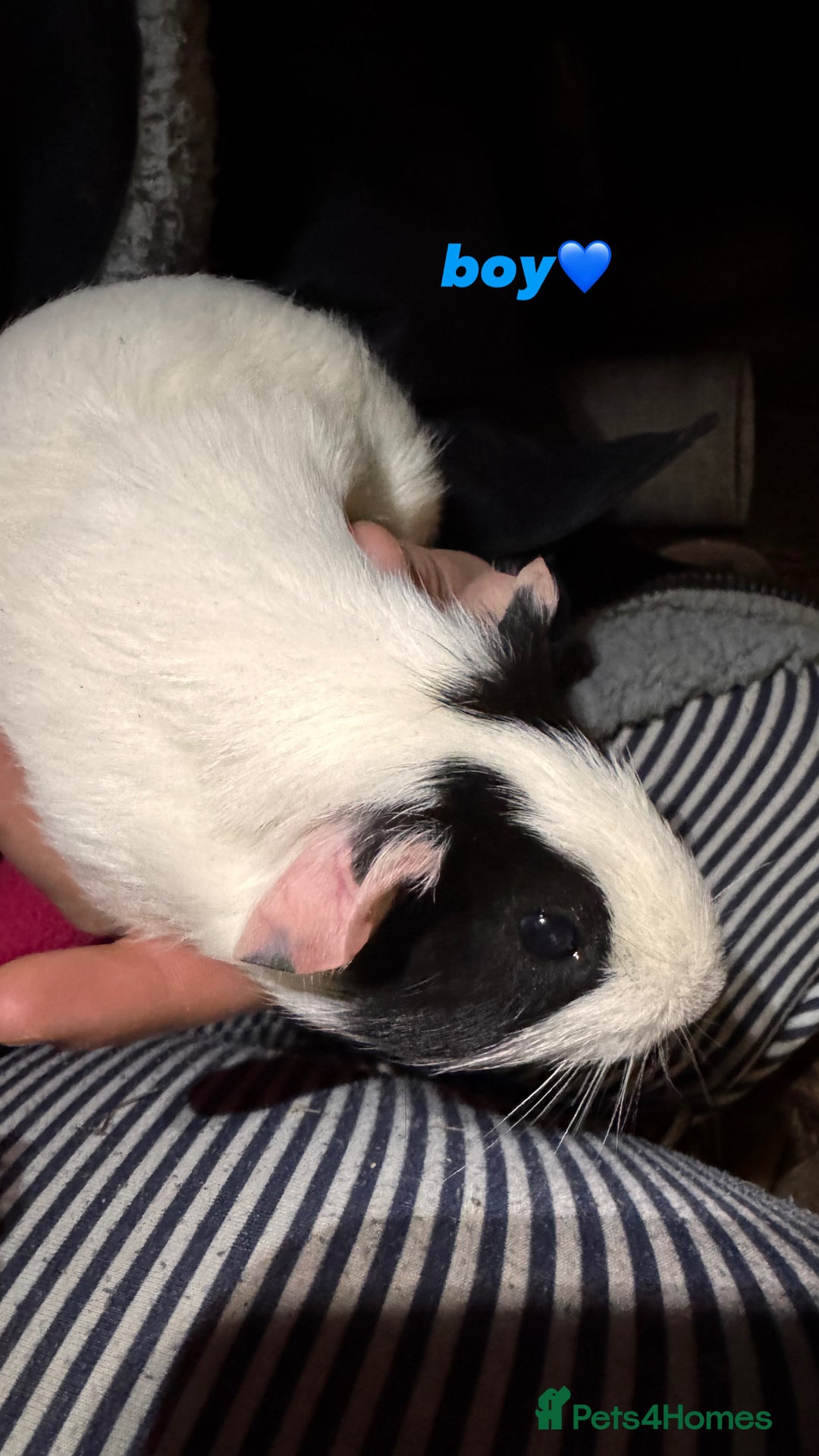 Guinea Pig rodents for sale: baby guinea pigs for sale!  - Advert 9