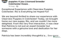 Cocker Spaniel dogs for sale: 4⭐️Licensed KC Reg English Show Cocker Spaniel - Image 36