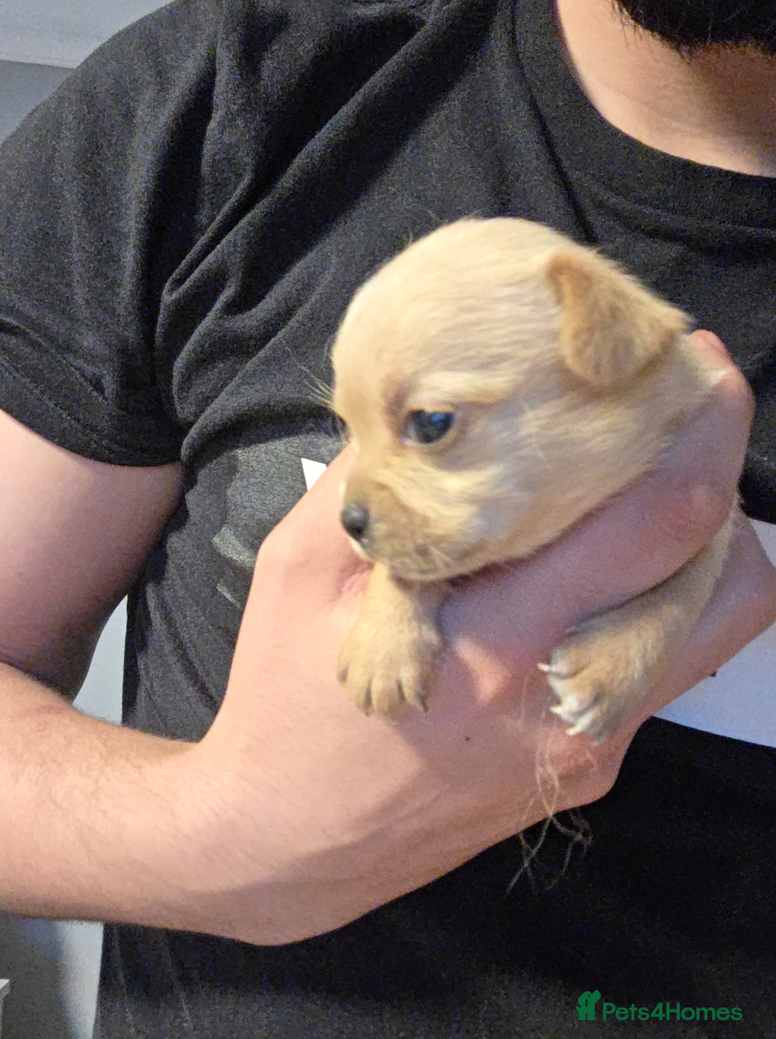 Chihuahua dogs for sale: Long & short haird chihuahua puppies  in Wirral - Advert 28