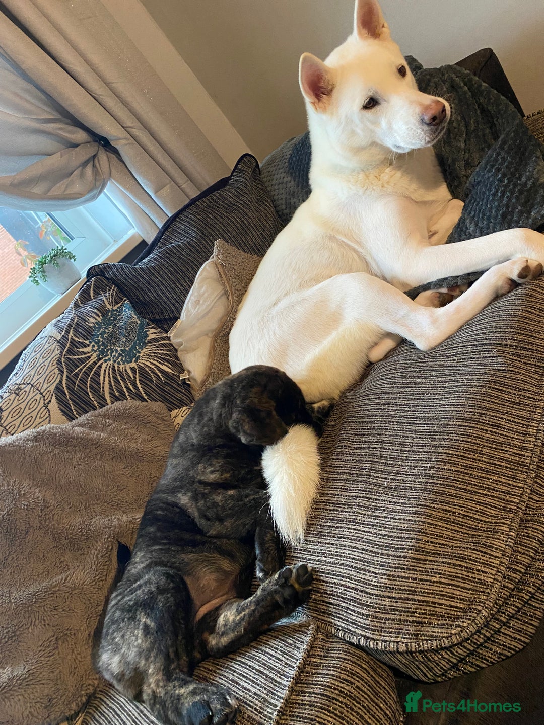 Mixed Breed dogs for sale: Rottweiler cross Akita (rokita) - Image 14