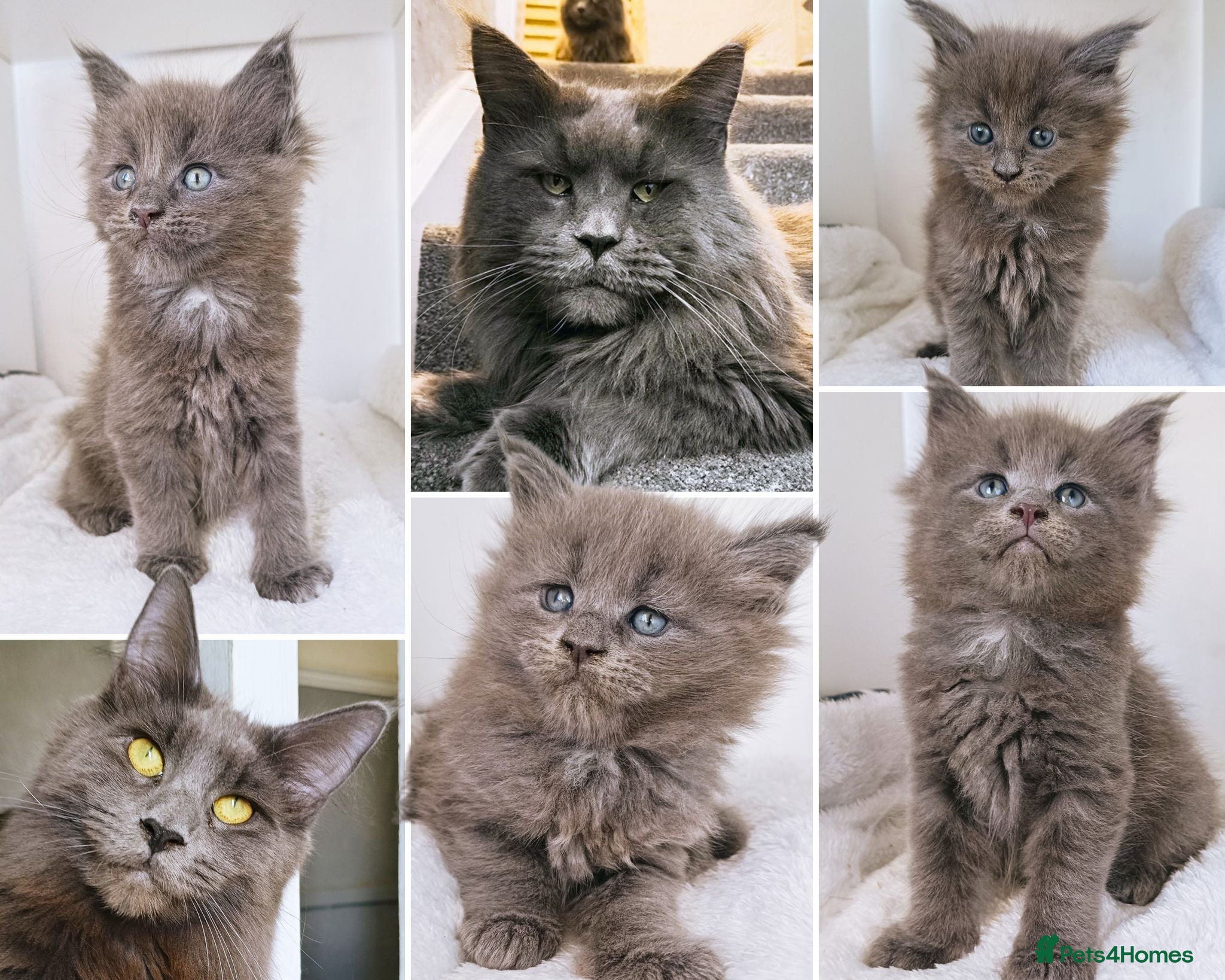 Maine Coon cats DNA health tested blue maine coon kittens - Advert 17