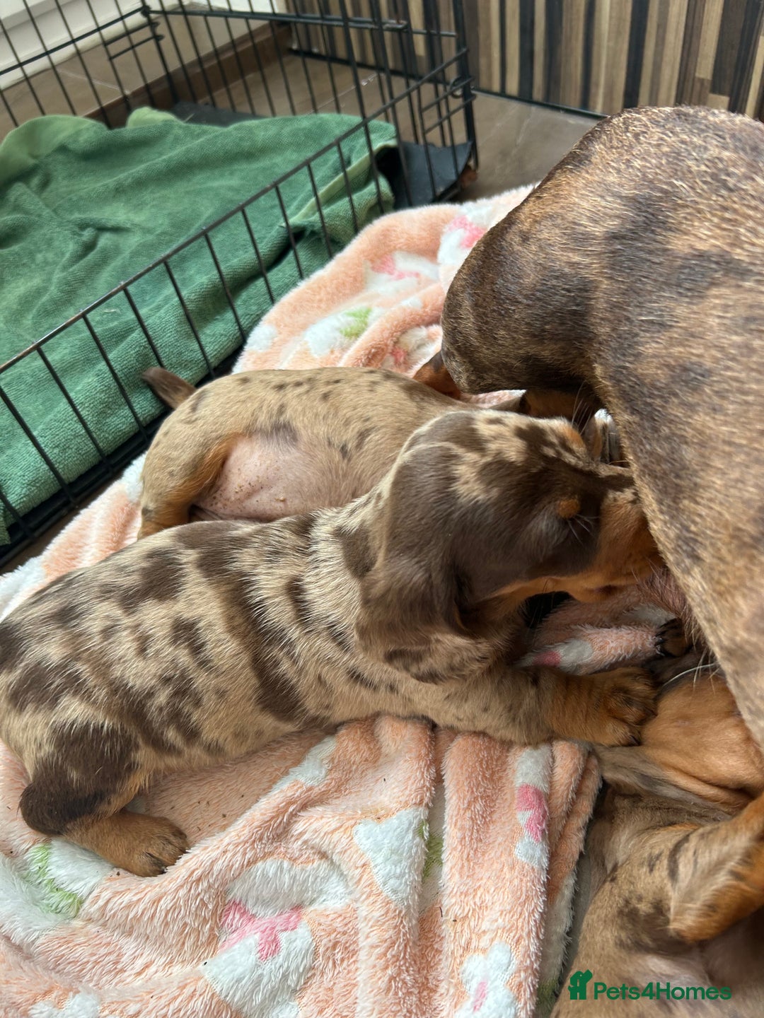 Dachshund dogs for sale: Dachshund medium/small dappled chocolate - Image 7