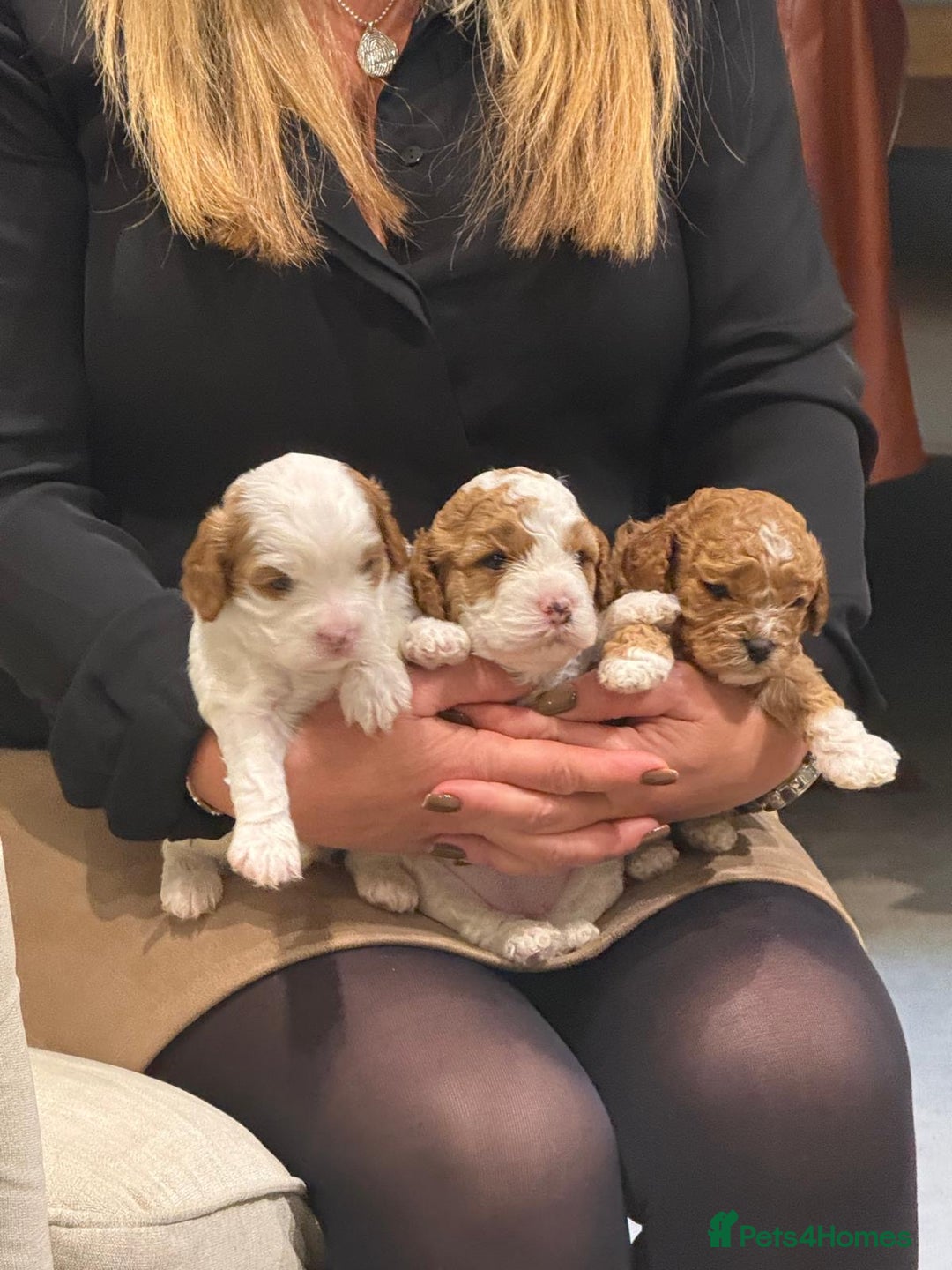 Cavapoo dogs for sale: Cavapoo f2 puppies  - Advert 4