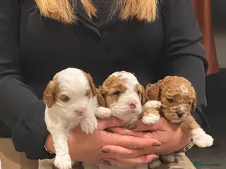 Cavapoo dogs Cavapoo f2 puppies - Advert 16