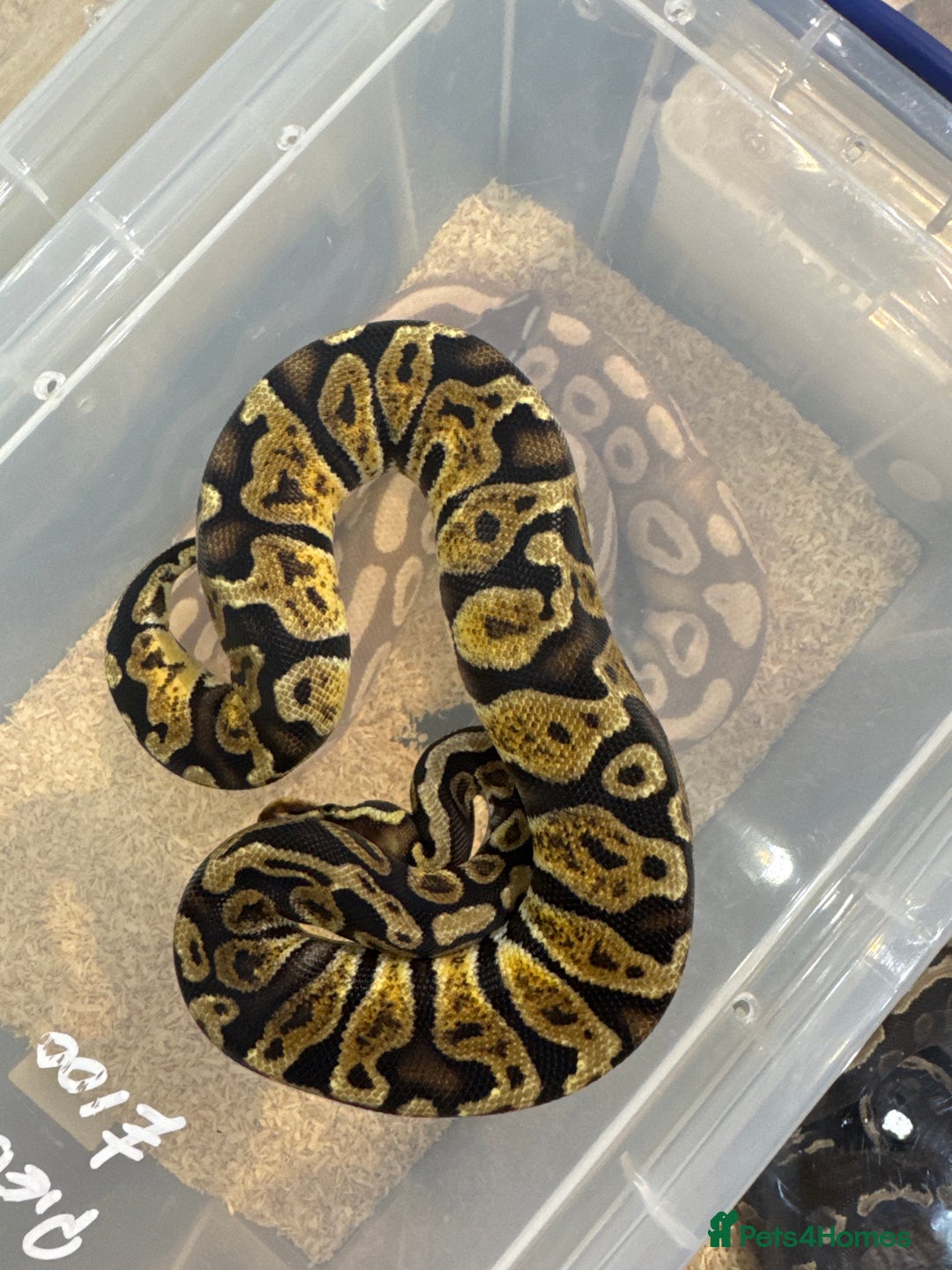 Python Snake reptiles for sale: Various Royal Pythons - Image 8