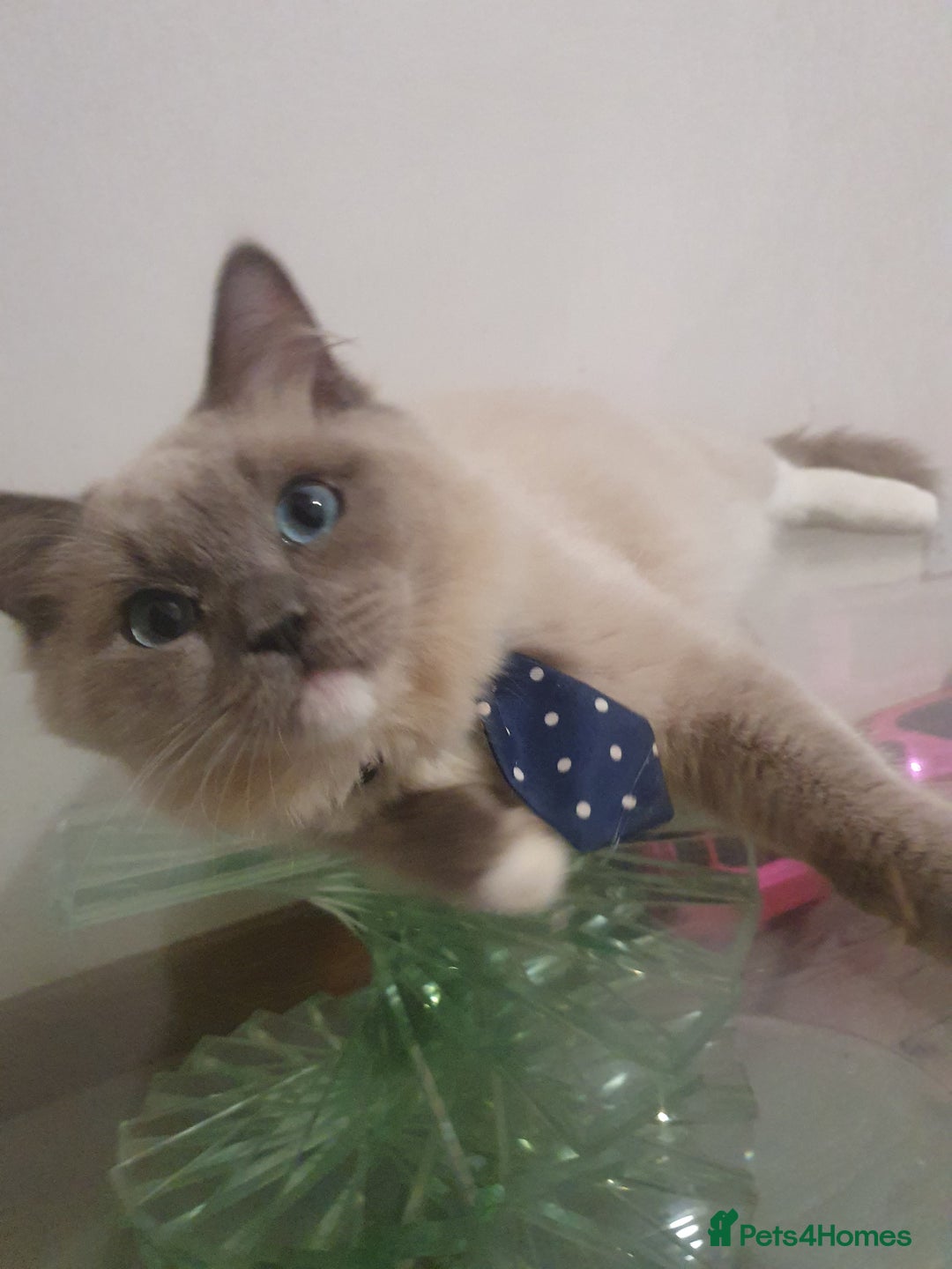 Ragdoll cats for sale: 6.5Months RagdollBoys - Advert 14