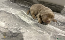 Labrador Retriever dogs for sale: GORGEOUS silver Labradors 🐶  - Advert 5