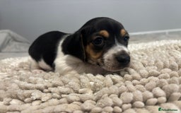 Jack Russell dogs for sale: 5 Beautiful miniature Short legged Jack Russell’s  - Image 3