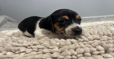Jack Russell dogs - Advert 15