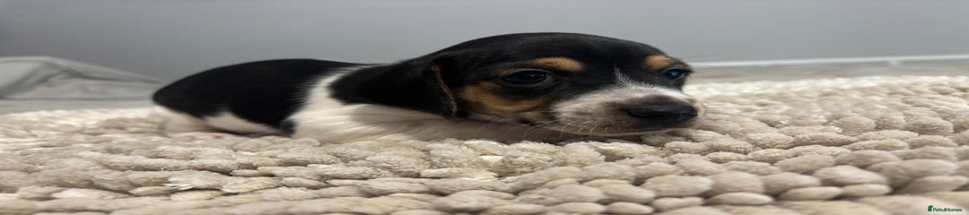 Jack Russell Puppy 1