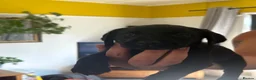 Labrador Retriever dogs for sale: Black Labradors 1 boy 3 girls  - Advert 3