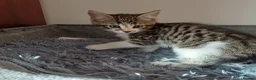 Mixed Breed cats for sale: Wonderful Kittens🥰🥰🥰 - Advert 4