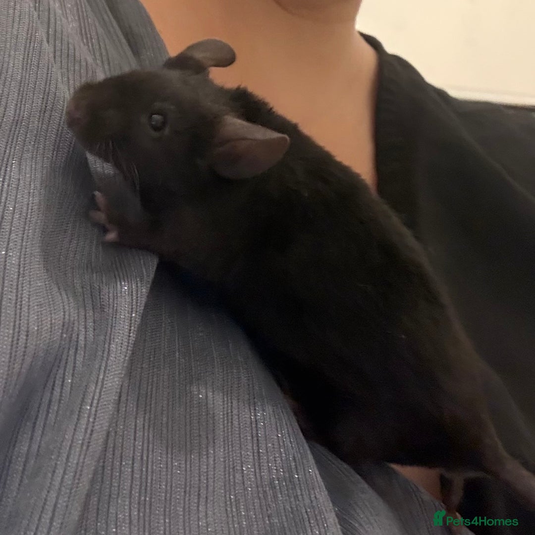 Mouse rodents for sale: Fancy mice  - Advert 2