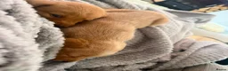 Labrador Retriever dogs for sale: Red Labrador puppies  - Advert 10