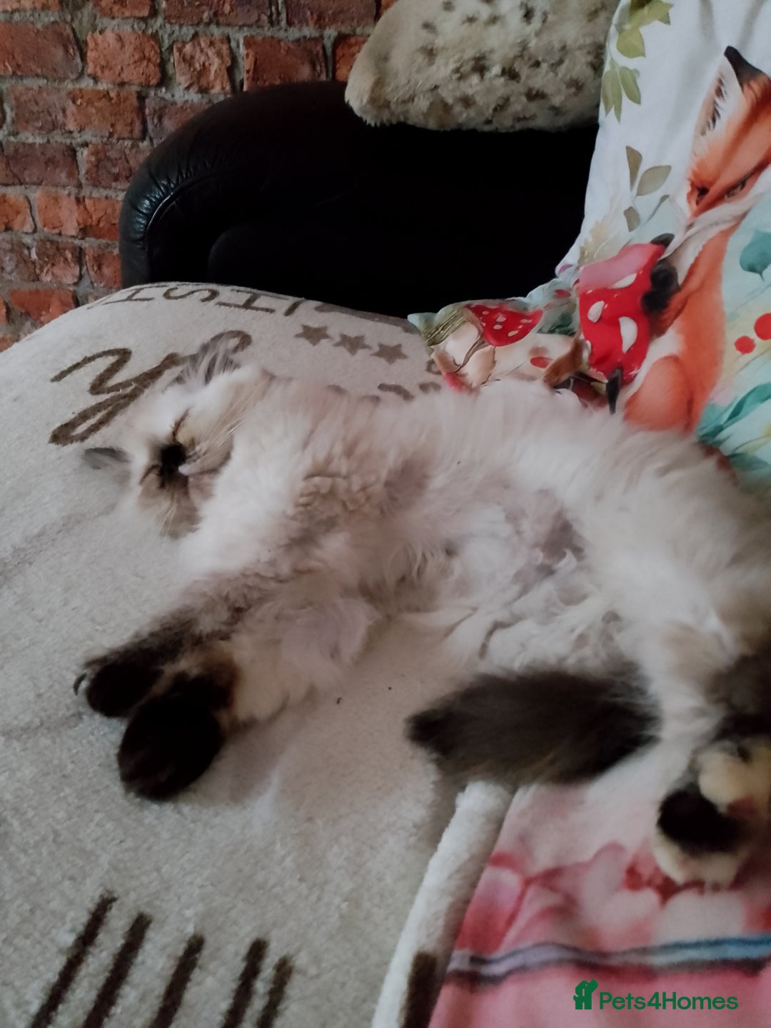 Persian cats for sale: Persian kitten female  - Image 6