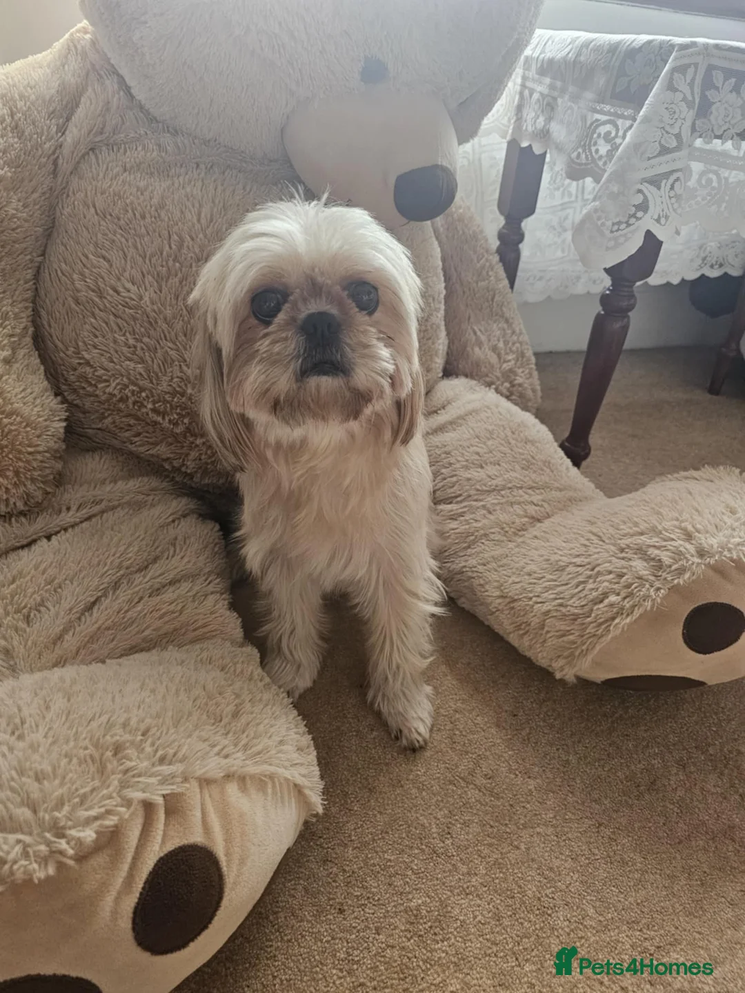 Shih Tzu dogs for sale: Shi tzu puppy  - Advert 2