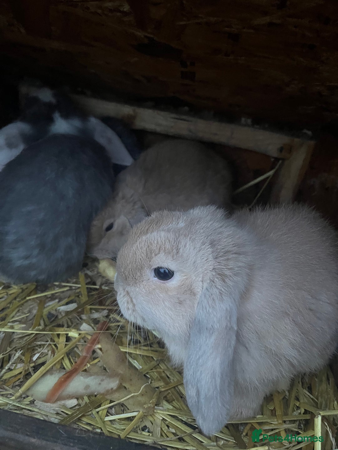 Mini Lop rabbits for sale: Mini lops for sale  - Advert 8