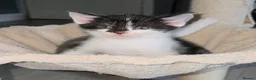 Oriental cats for sale: MAINE COON x ORIENTAL SHORTHAIR - Advert 8