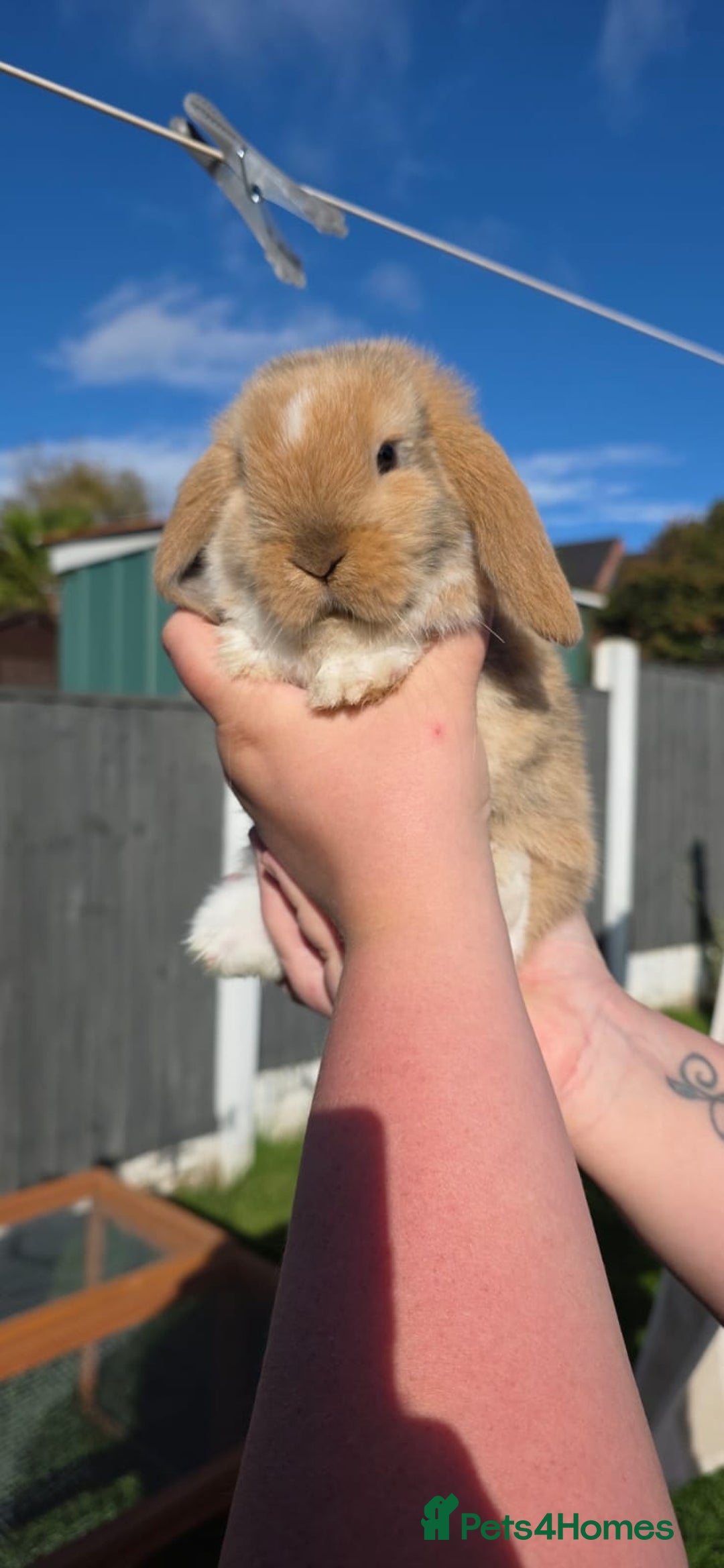 Mini Lop rabbits for sale: Two Mini Lop Bucks for Sale - Image 8
