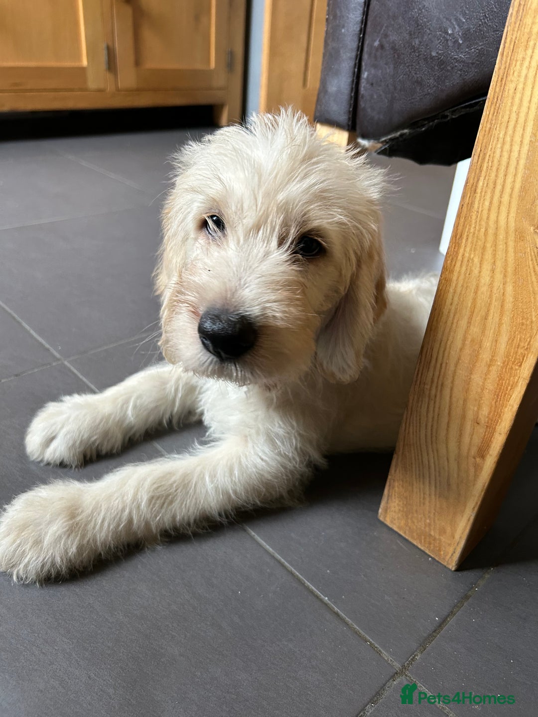 Labradoodle dogs for sale: Gorgeous labradoodle puppy  - Image 7