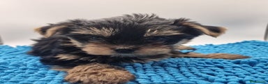 Yorkshire Terrier Puppy 2