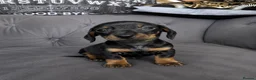 Miniature Dachshund dogs for sale: Dapple miniature dachshunds  - Advert 3