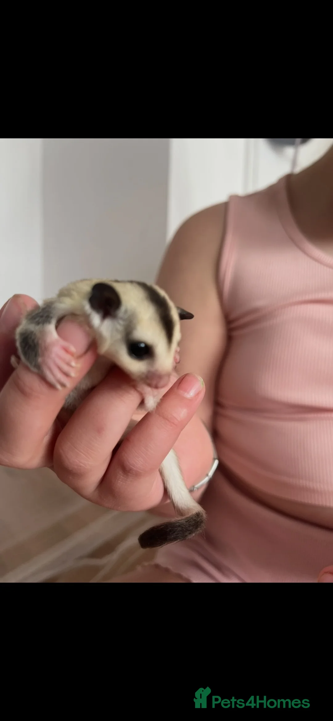 Sugar Glider rodents for sale: Male & Female gliders ready now  - Advert 1