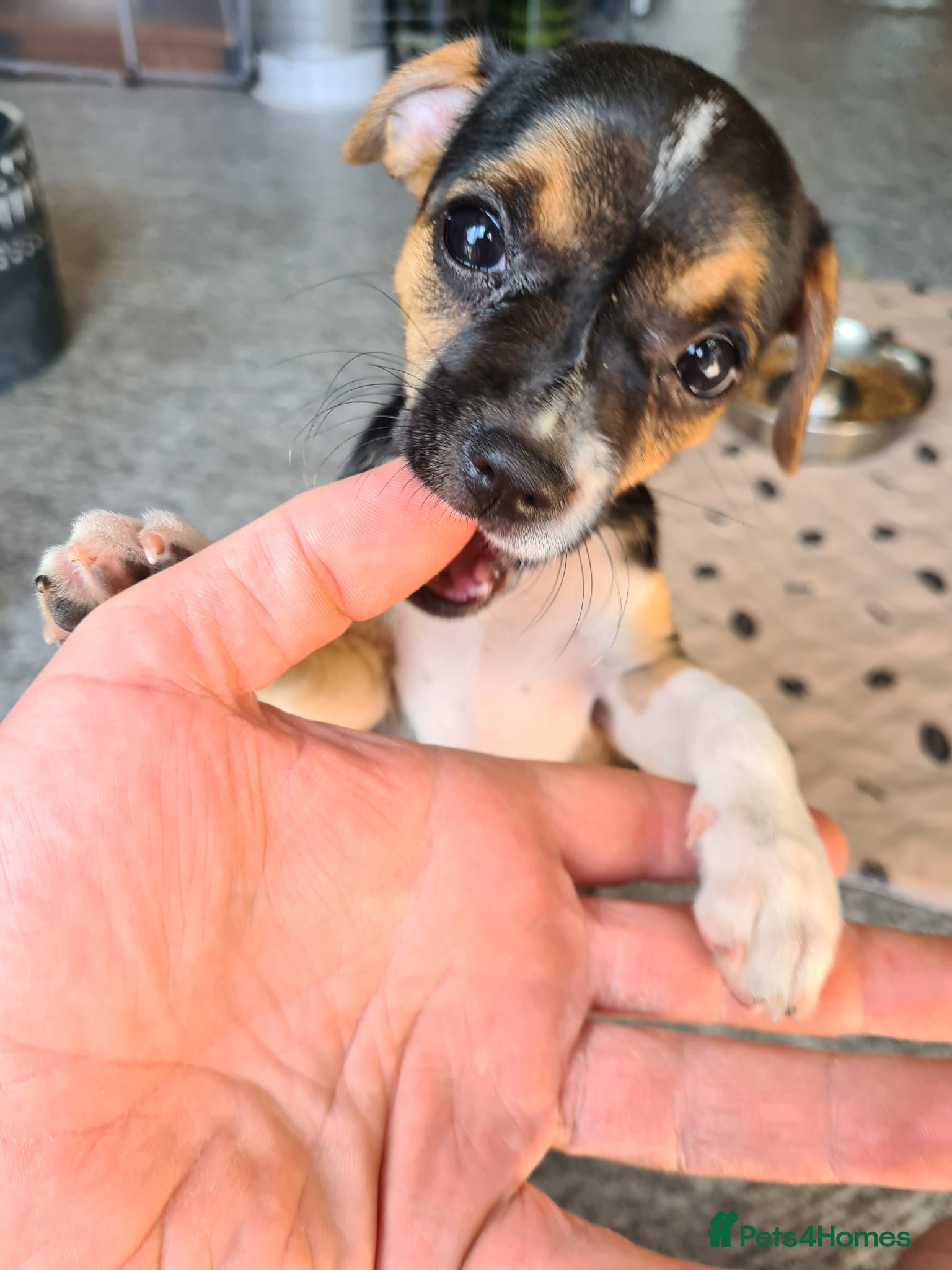 Jack Chi dogs Jack-Chi puppies LAST GIRL ❤️ - Advert 2