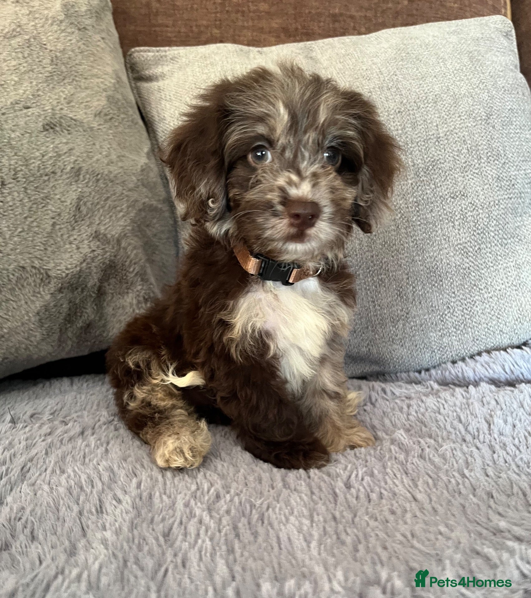 Cockapoo dogs 💙Beautiful,super friendly,Cockapoo F1 Puppies  - Advert 3