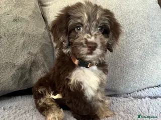 Cockapoo dogs 💙Beautiful,super friendly,Cockapoo F1 Puppies - Advert 3