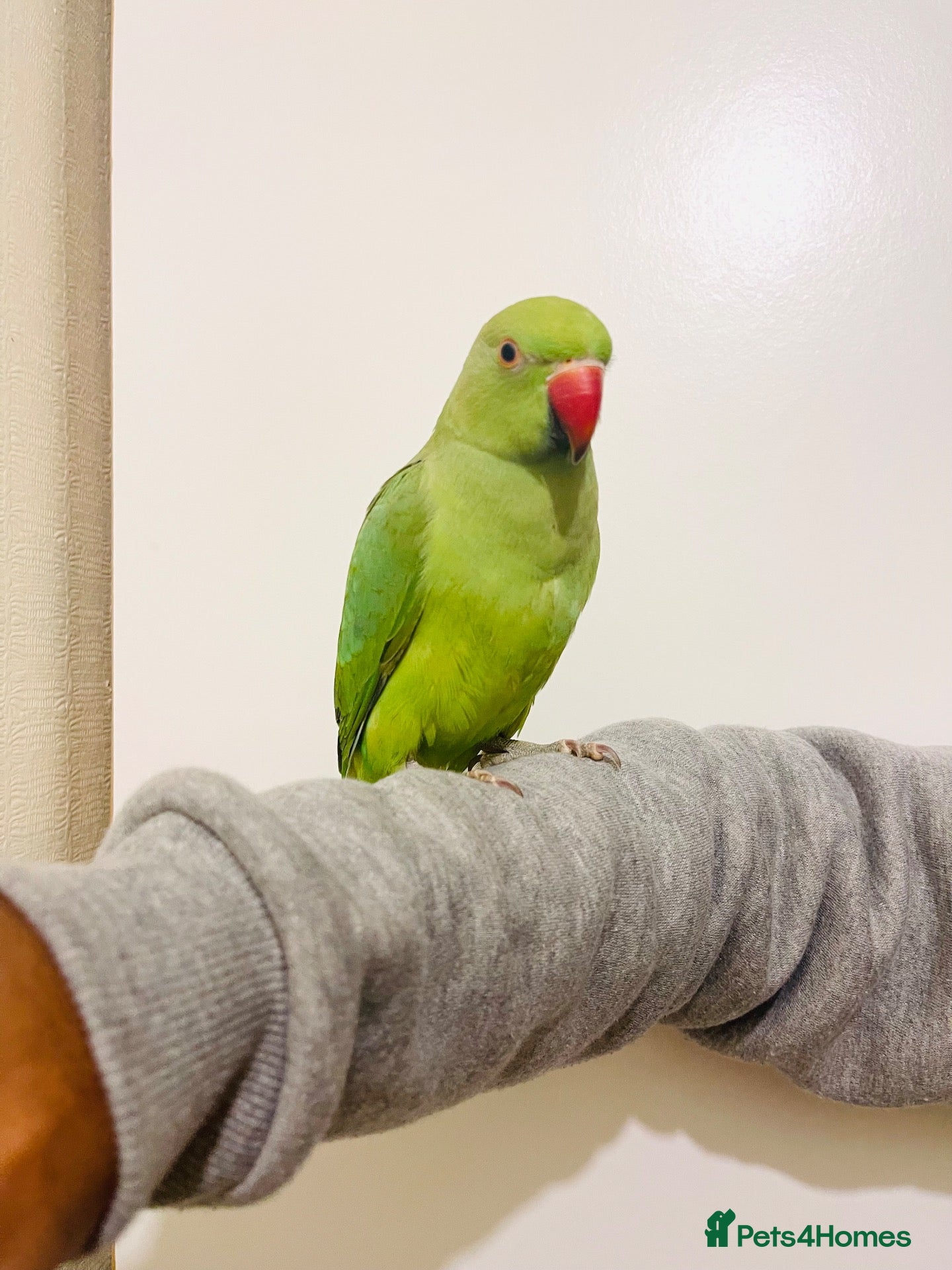 Ringnecks birds Untamed/Hand Tamed  Gorgeous Ringnecks for Sale - Advert 1
