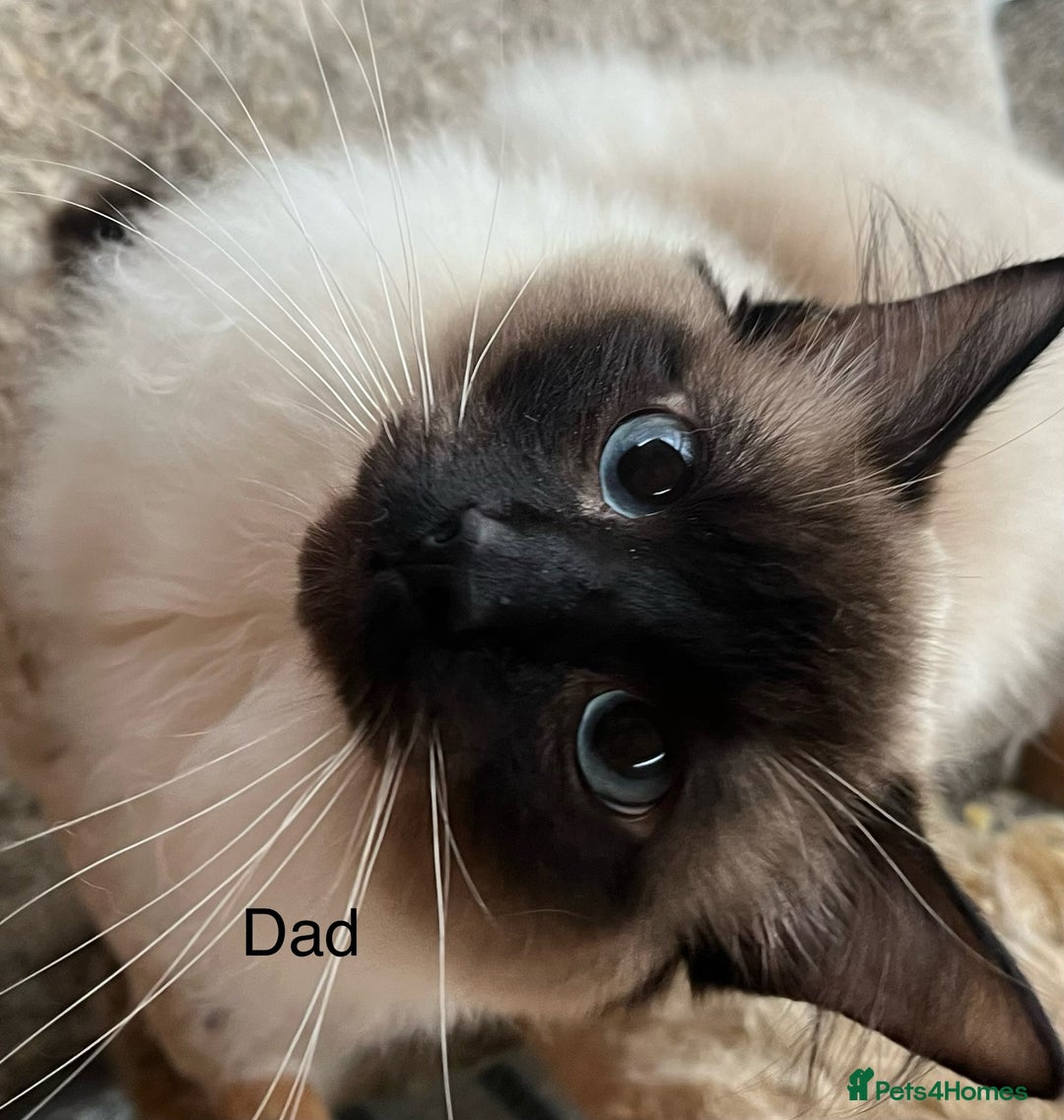 Ragdoll cats for sale: RAGDOLL X SILVER (READY NOW) - Image 7
