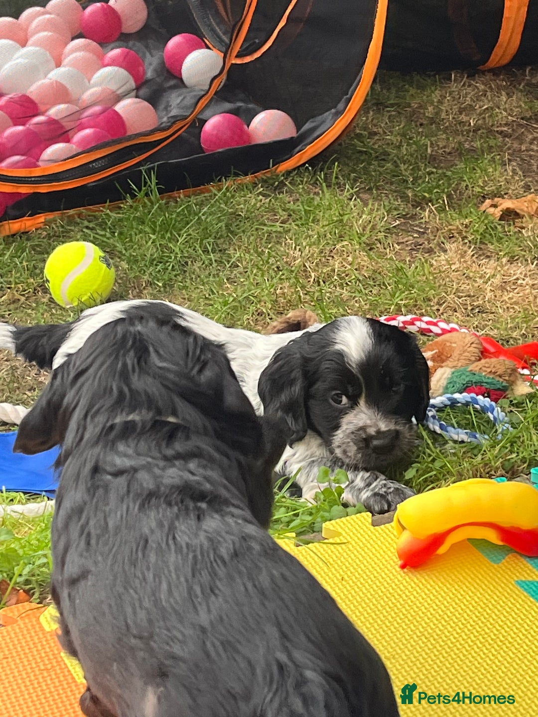 Cocker Spaniel dogs for sale: Well Bred Working Cocker Spaniel Puppies - Image 9