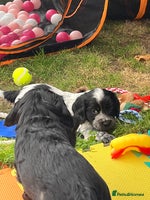 Cocker Spaniel dogs - Advert 11