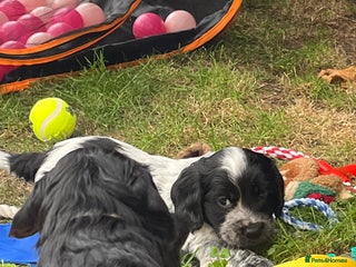 Cocker Spaniel dogs - Advert 4