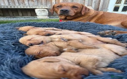 Labrador Retriever dogs for sale: Ready to leave - KC Fox Red Labrador puppies - Image 3