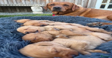 Labrador Retriever dogs - Advert 14