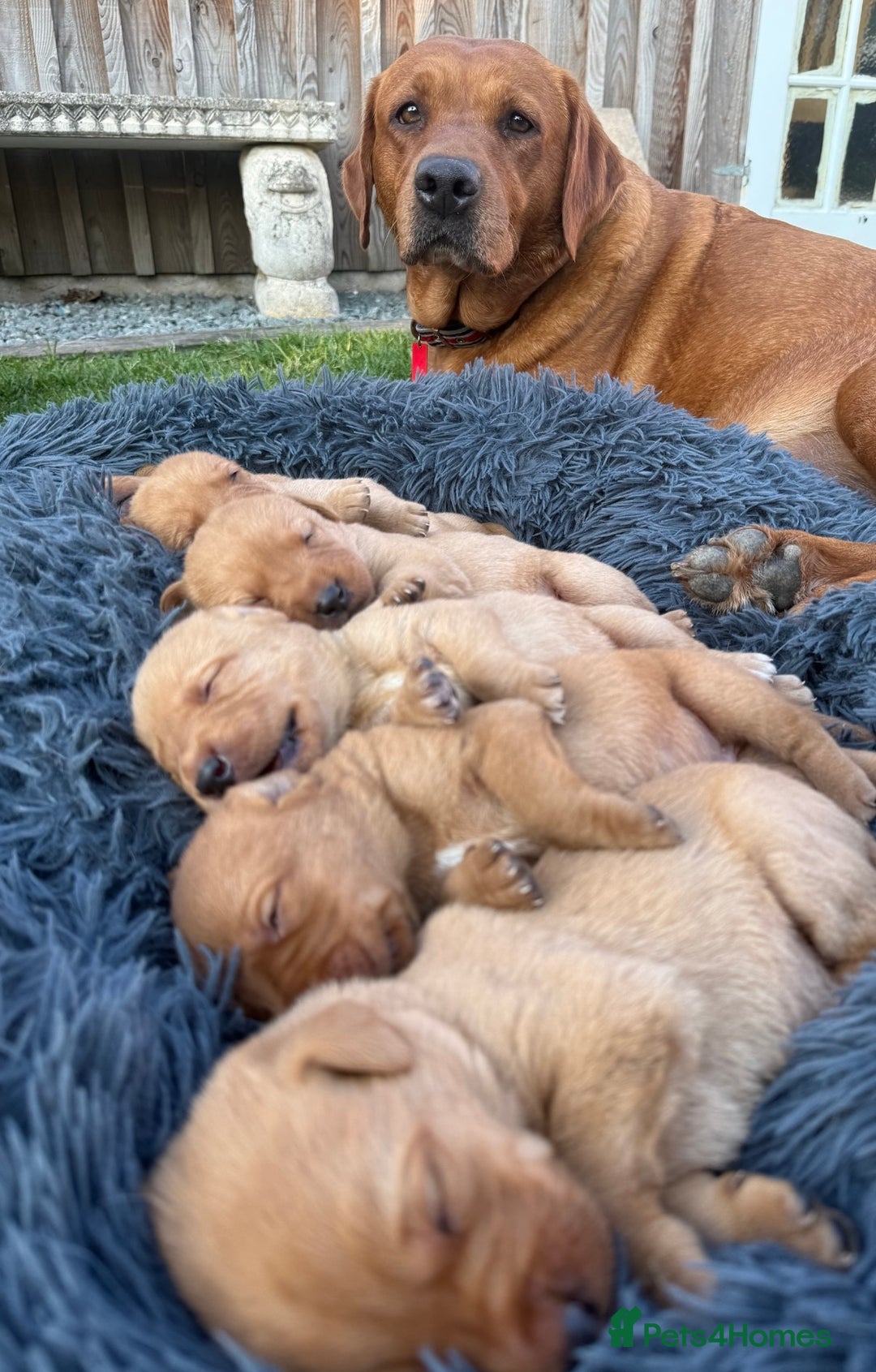 Labrador Retriever dogs for sale: Ready to leave - KC Fox Red Labrador puppies - Image 3