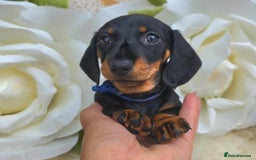Dachshund dogs for sale: READY NOW LAST PUPPY  miniature dachshund puppies in Ilminster - Image 4