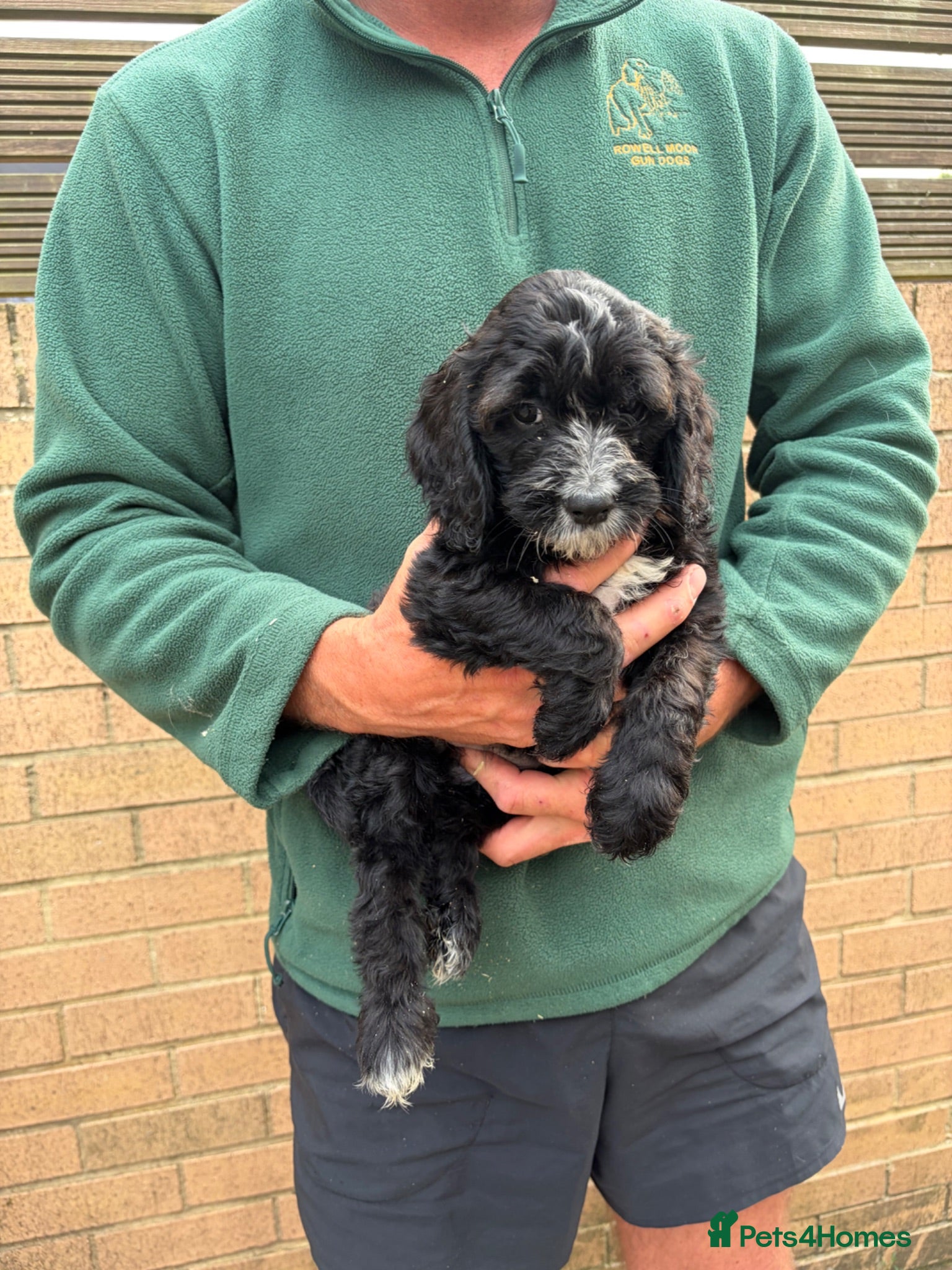 Sproodle dogs Beautiful Sproodles for sale F1 - READY NOW - Advert 3