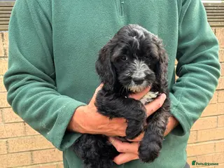 Sproodle dogs Beautiful Sproodles for sale F1 - READY NOW - Advert 3
