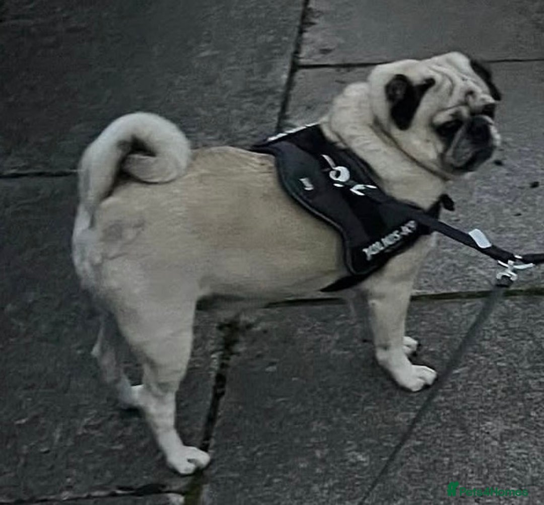 Pug dogs for sale: Male pug for rehoming - Advert 2